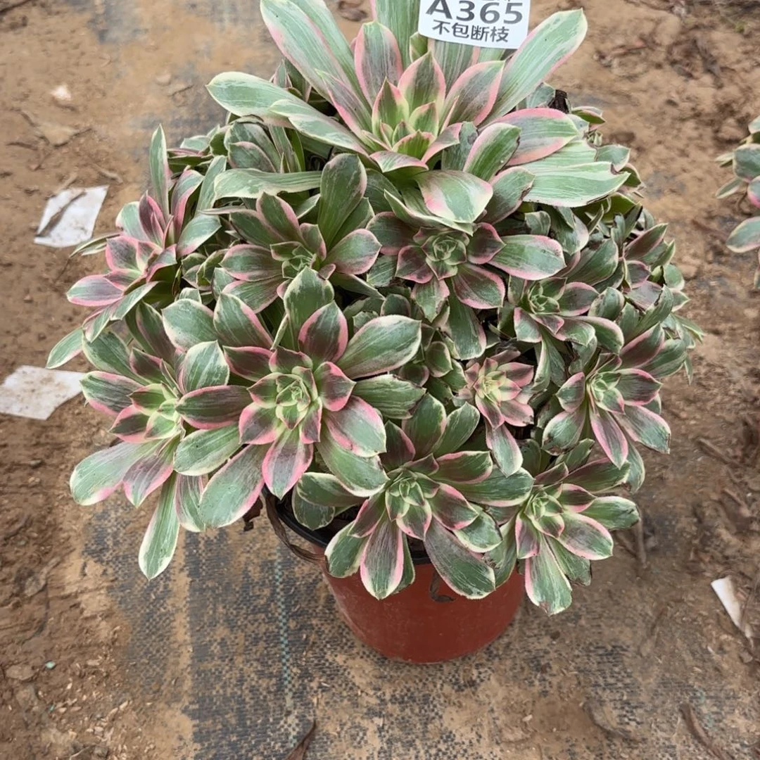 X. 365浣纱多肉1？cade