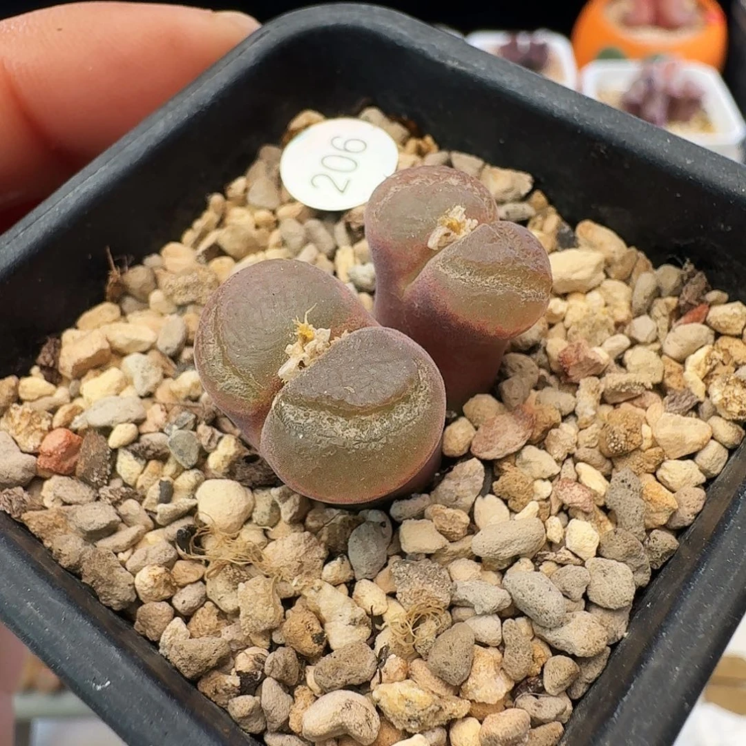 多肉植物福利风铃206