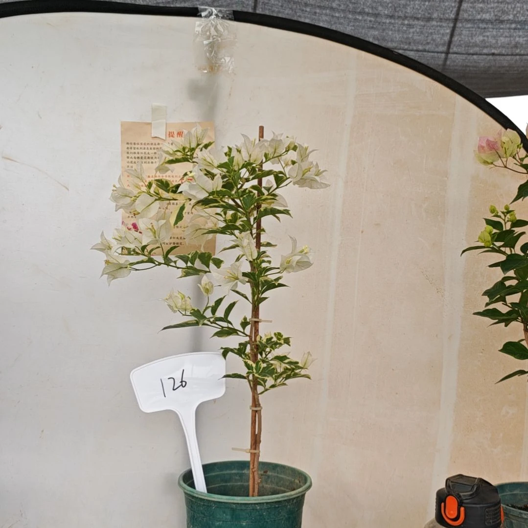 完全开放三角梅品种苗银边白