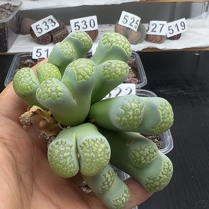 551有伤下播福利