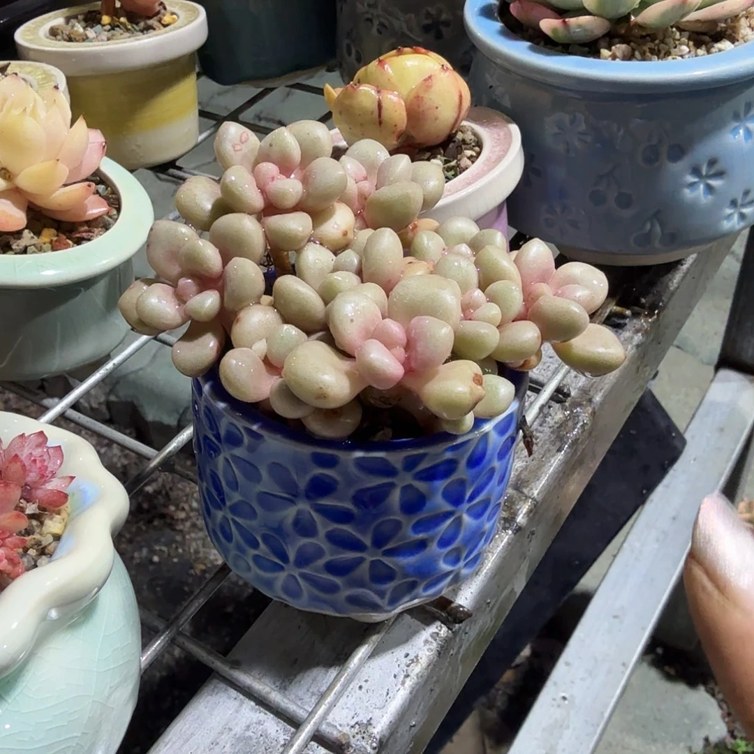 先锋派带盆多肉以后