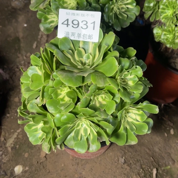 4931辛尼亚的的的