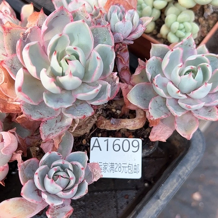 幸运的是我的朋友们
