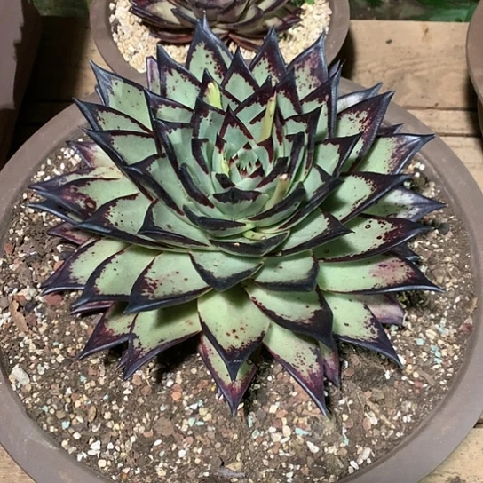 高*美肉特价活动开始啦