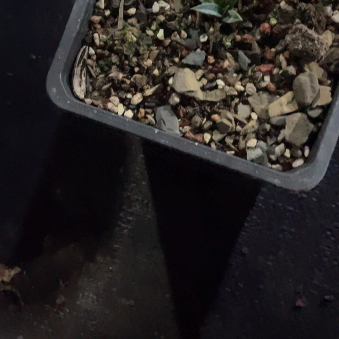 明***i无花朵龙舌兰绿色植物