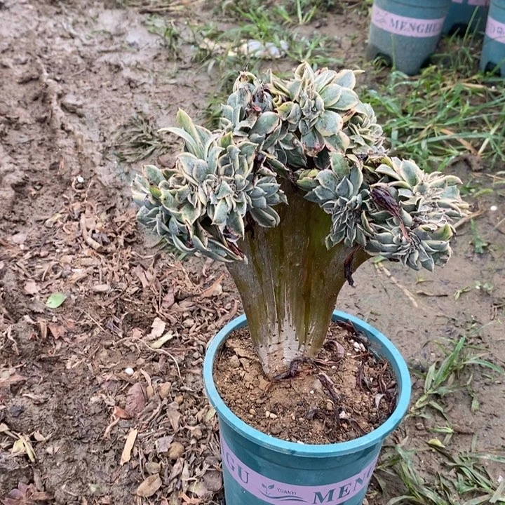 灿烂缀多肉植物030