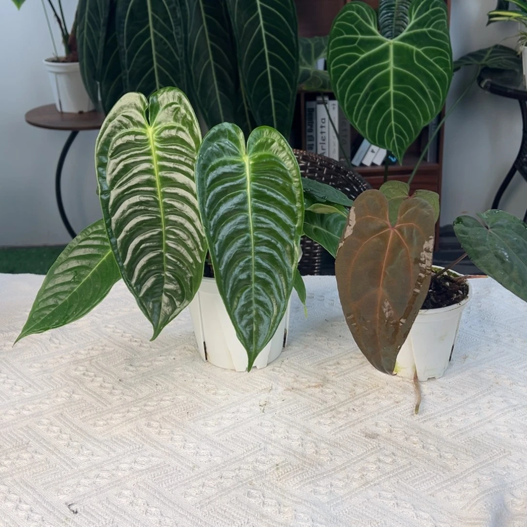 完全开放双头鹤王+桃鸡