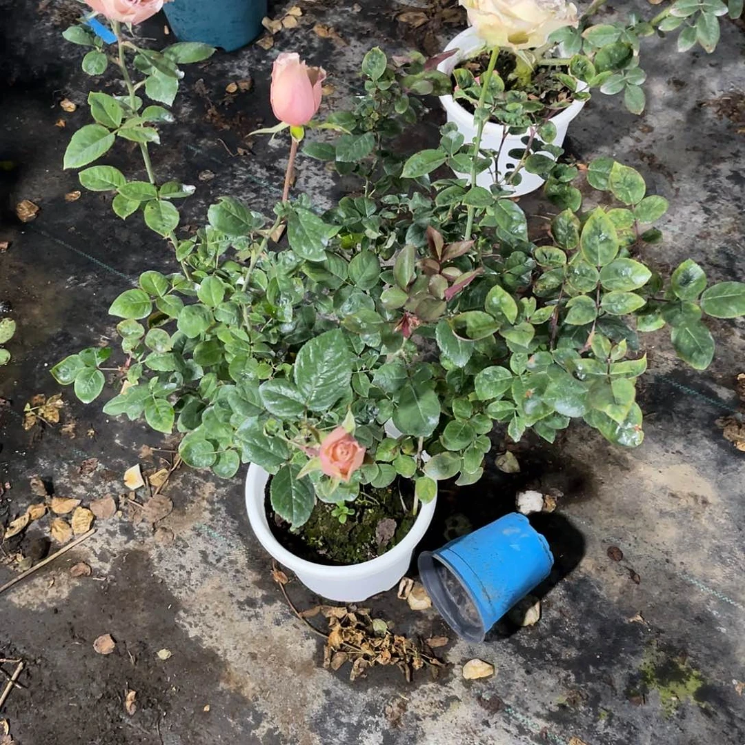 无花朵———测试bc7号 福利款