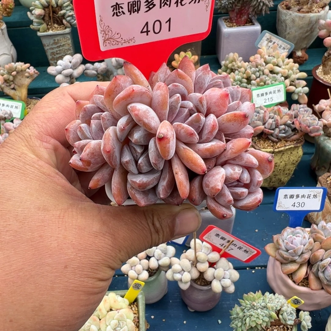 401雪天使老桩5无砍