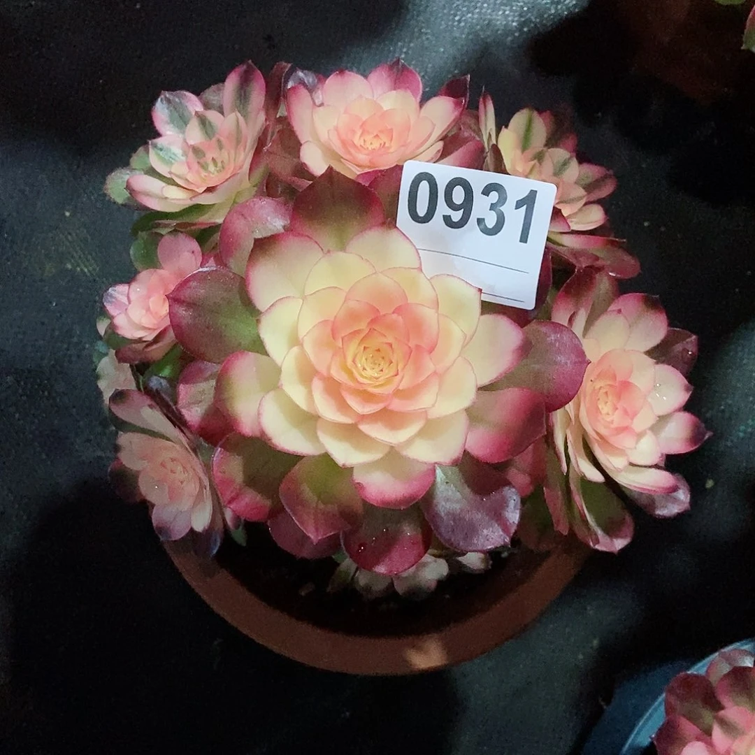 红陶褔*0931荔枝4冠服17.8