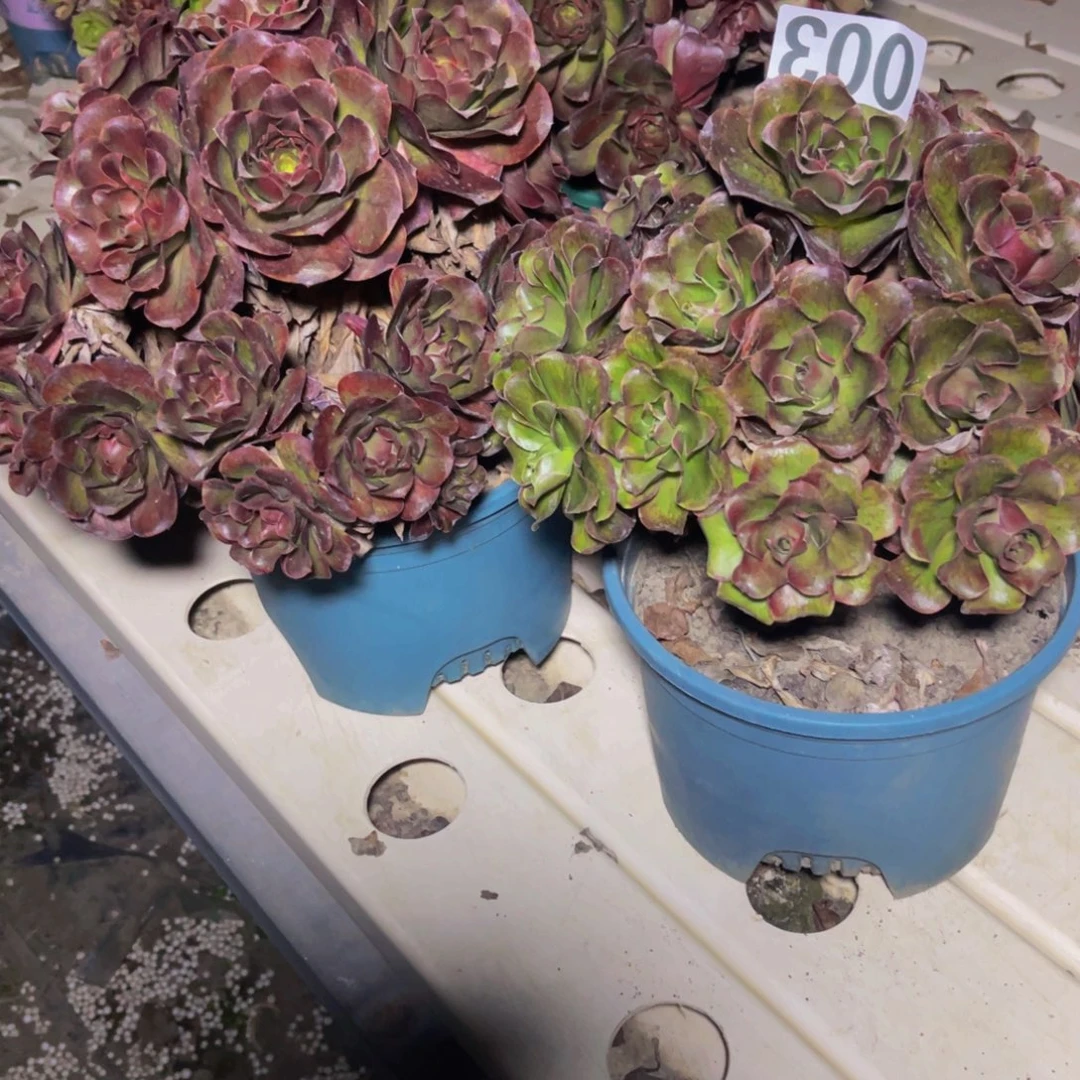 两盆法师./7//2包邮