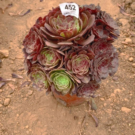 无花朵452多肉植物花月夜