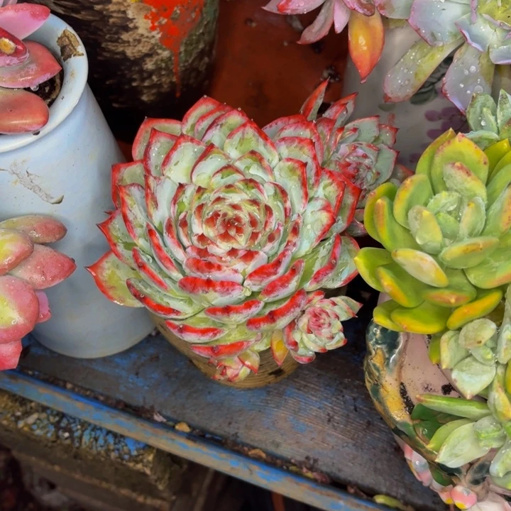 艺***人老桩精品肉肉金活仙子