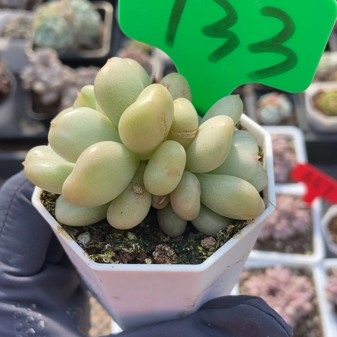 733比尔盖茨多肉