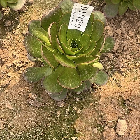 1020魅金玫瑰多肉法师