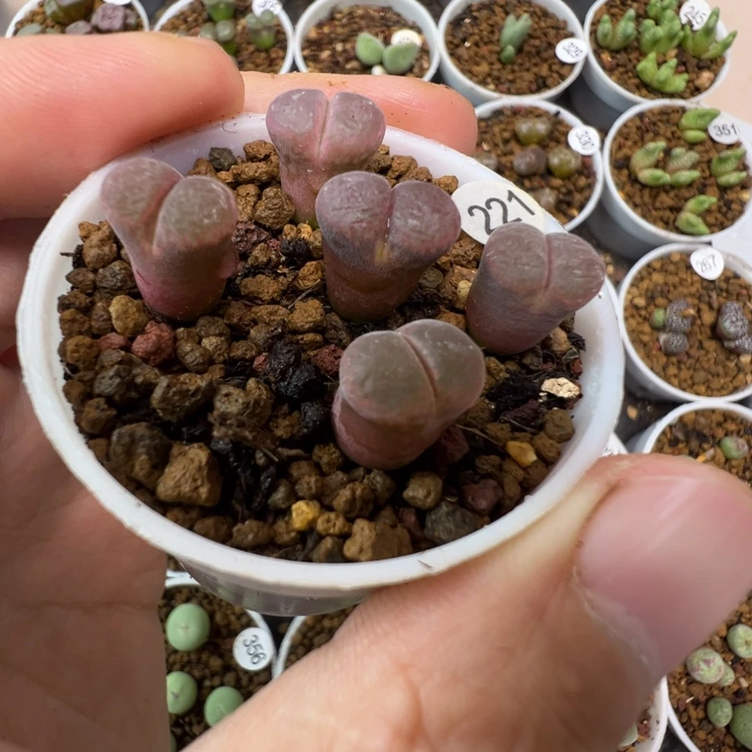 日红一颗脱土2210000