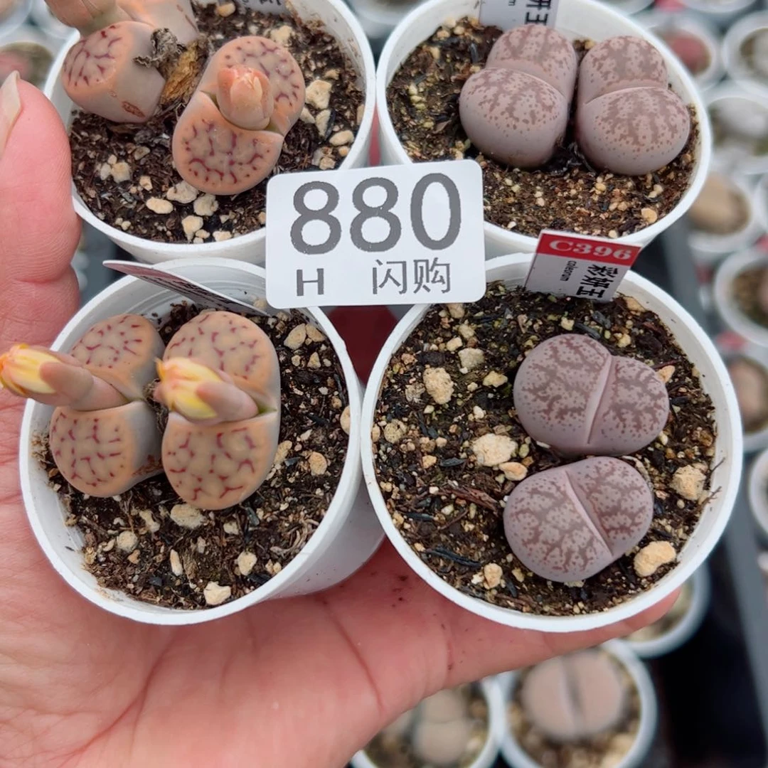 无花朵星****?我很喜欢这个H880