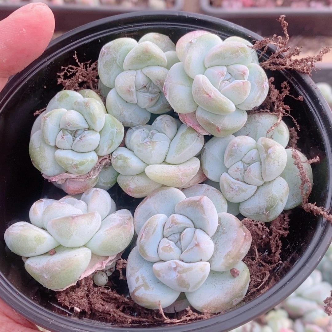 多肉植物精品切糕B739