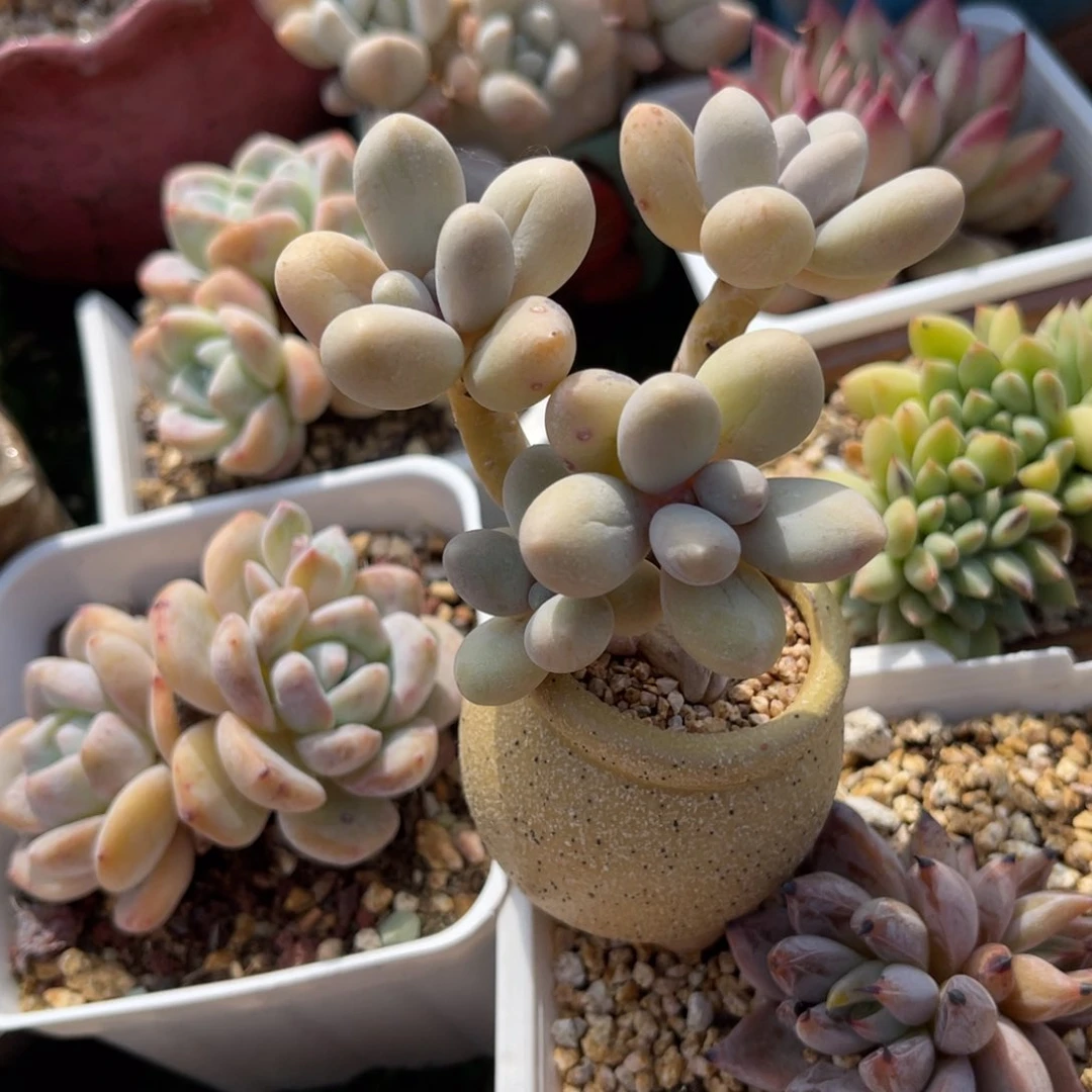 多肉植物一物一拍