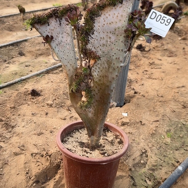 059黑法师一颗呀呀有叶子伤