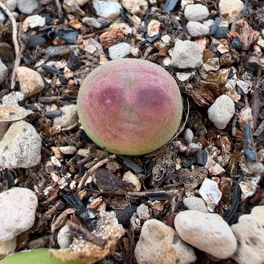 慕斯杂交慕斯杂交