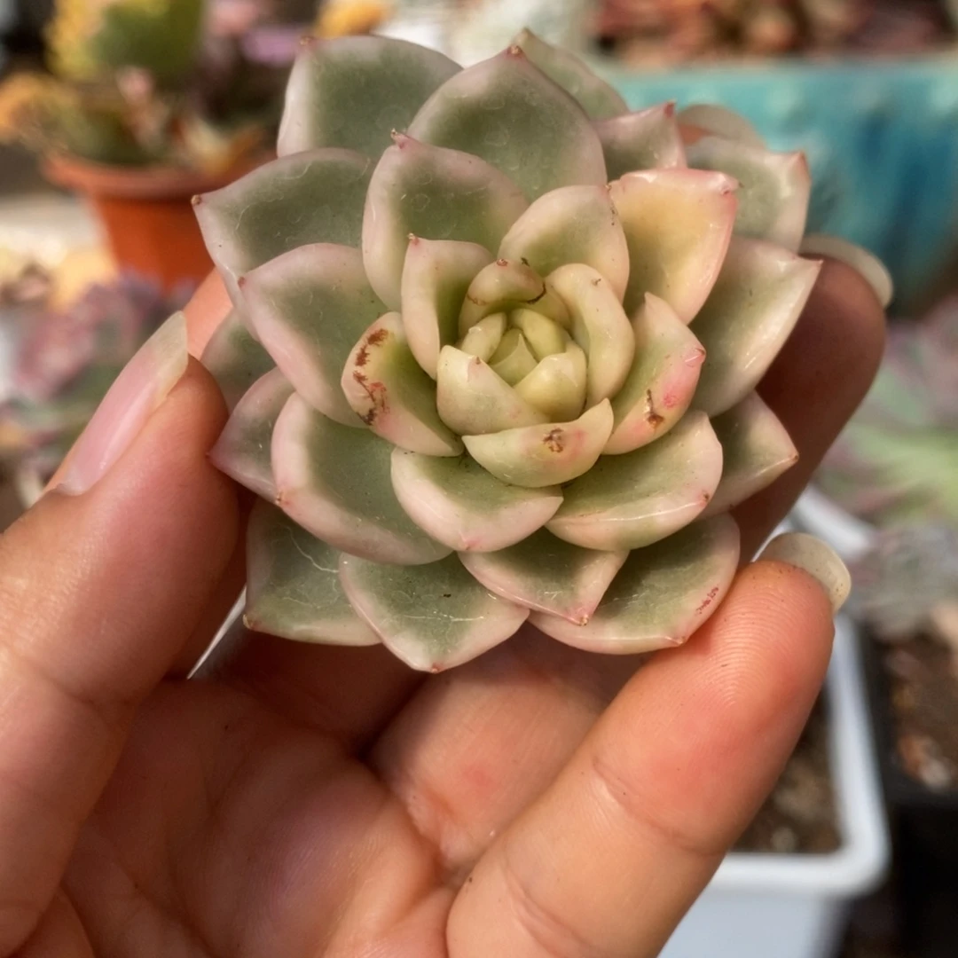 9碧浪锦锦锦锦锦锦