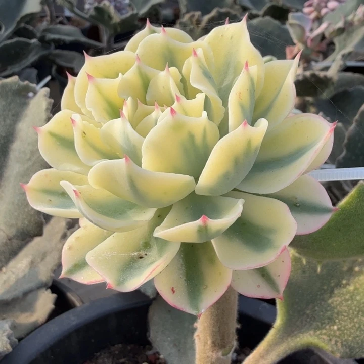 海啸锦腹轮锦一刻模特