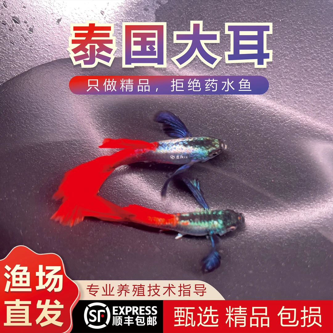 精品泰国大耳朵孔雀鱼大尾巴热带观赏鱼种鱼待产孕母孔雀鱼观赏鱼