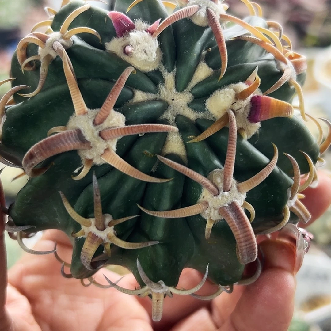 ༄***࿐武藏林波有根仙人球6666666