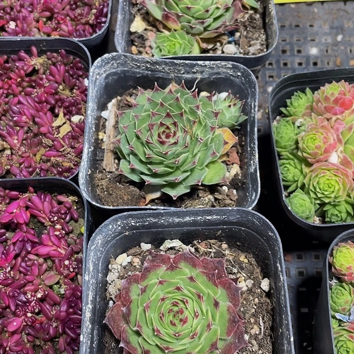 柔情2.8带哦土发货