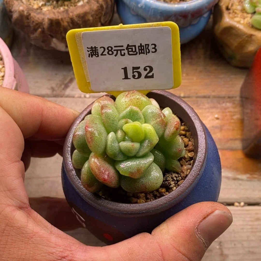 3152精控冰玉石化三头锦