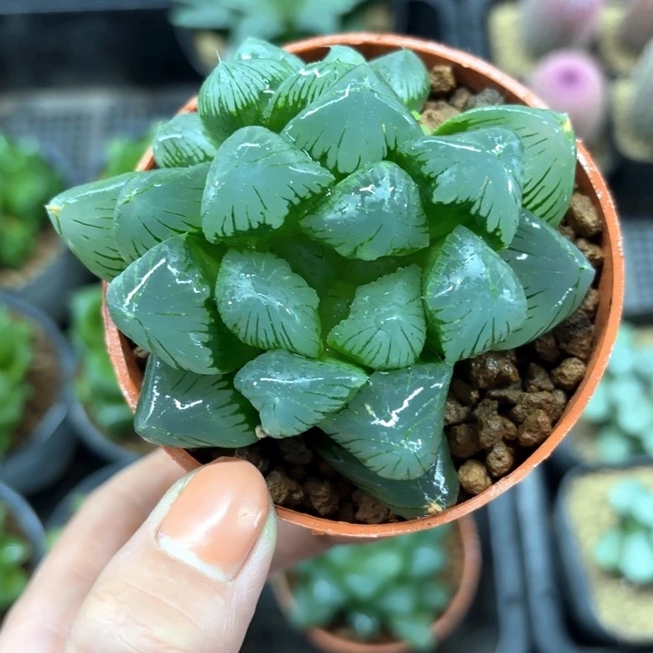 翡翠玉露多肉植物