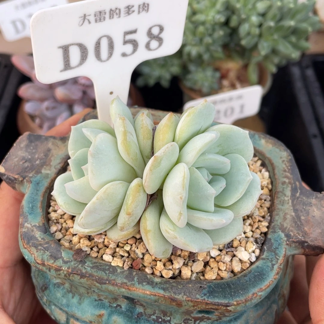 058飘雪不带盆7厘米