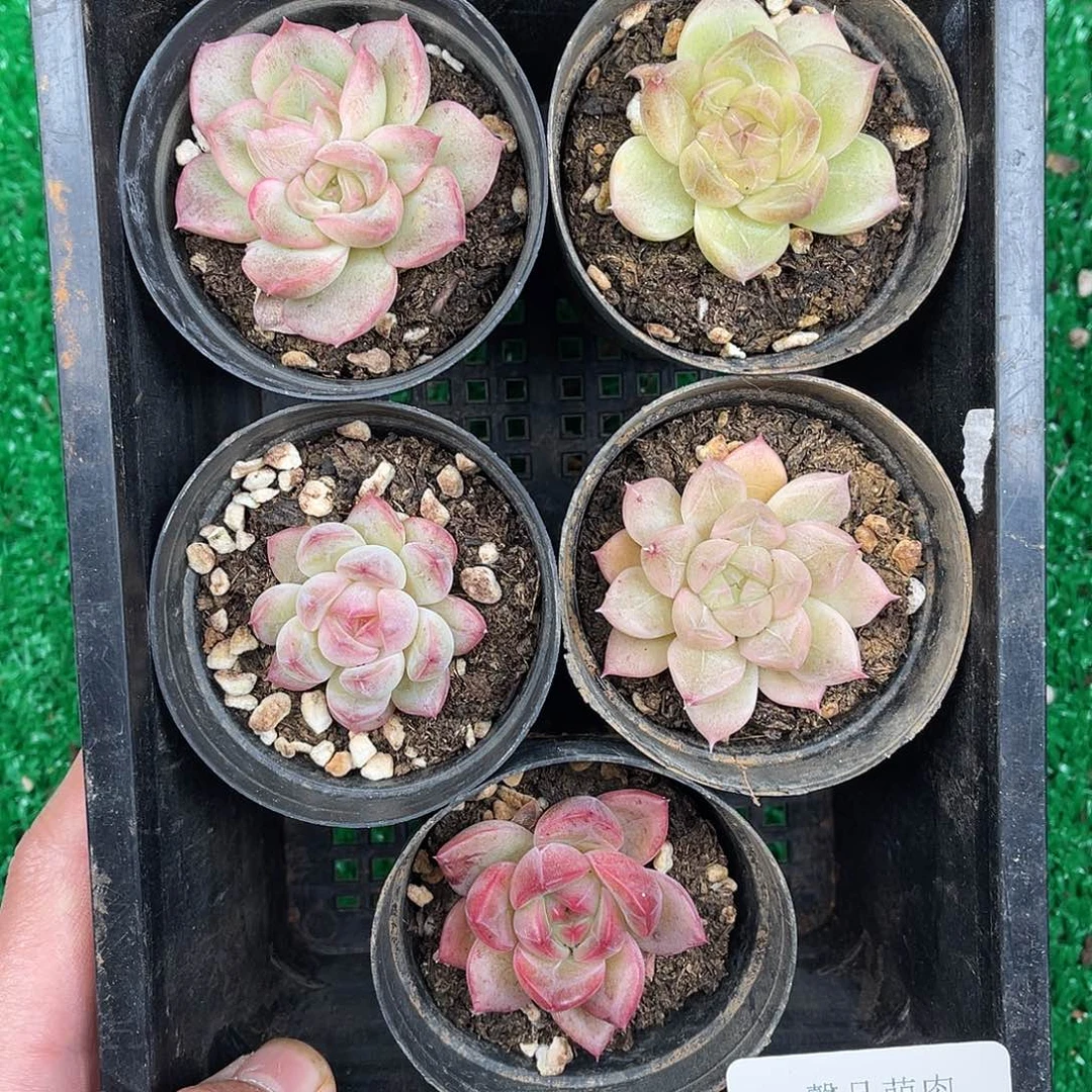 多肉一物一拍8-201