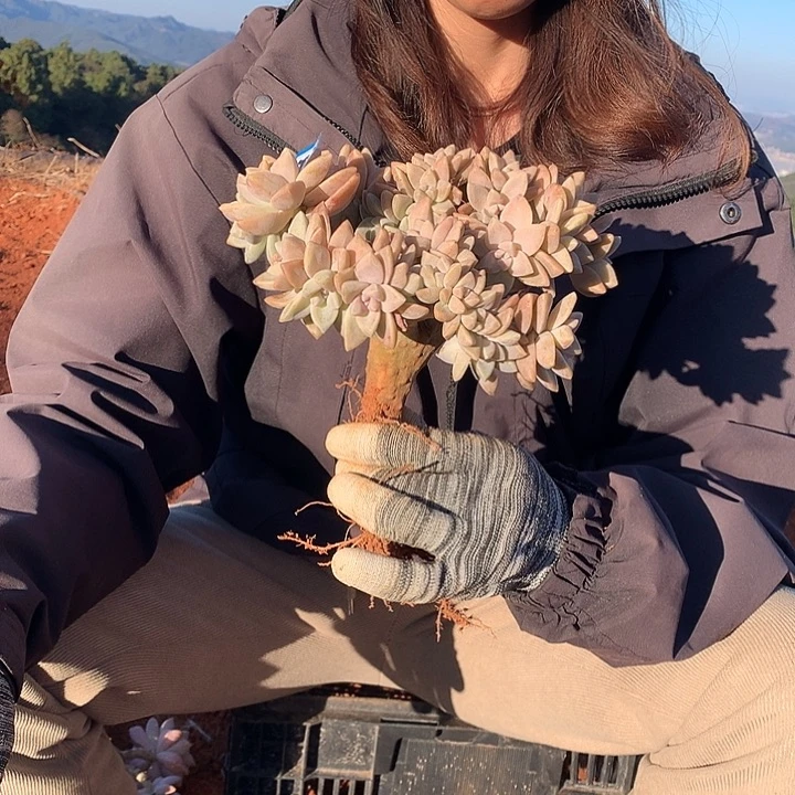 737 淡雪缀 一物一拍