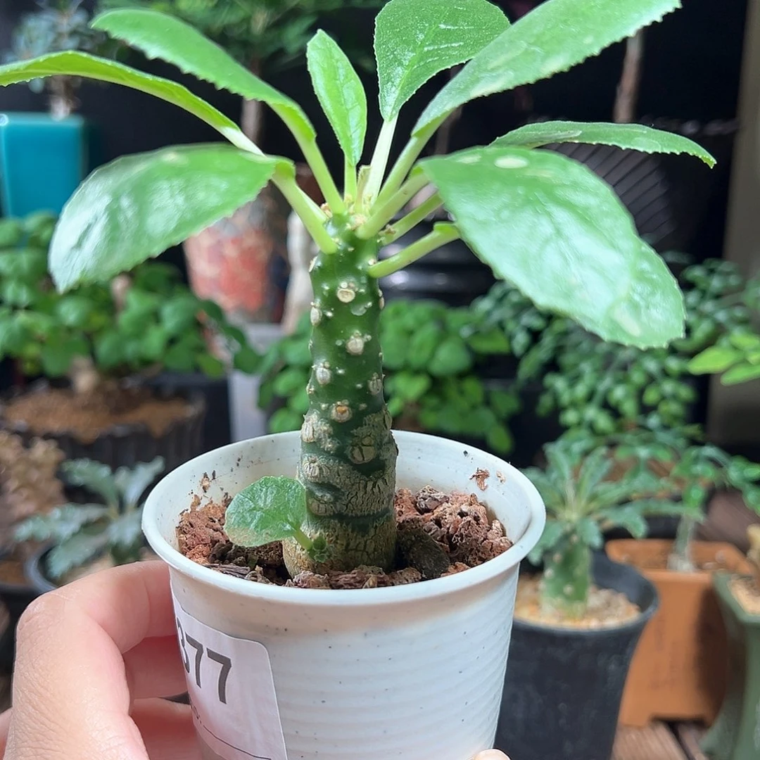 索马里白皮琉桑带盆包邮