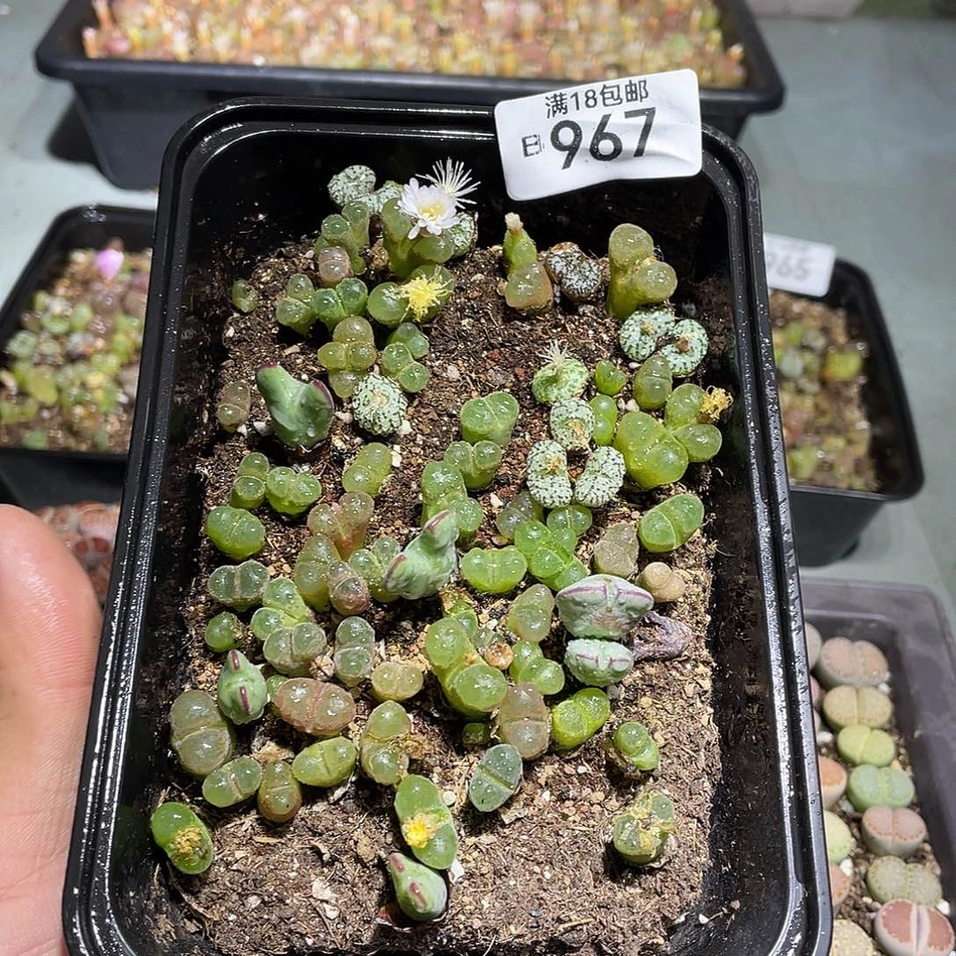 当天凑满十八元包邮967