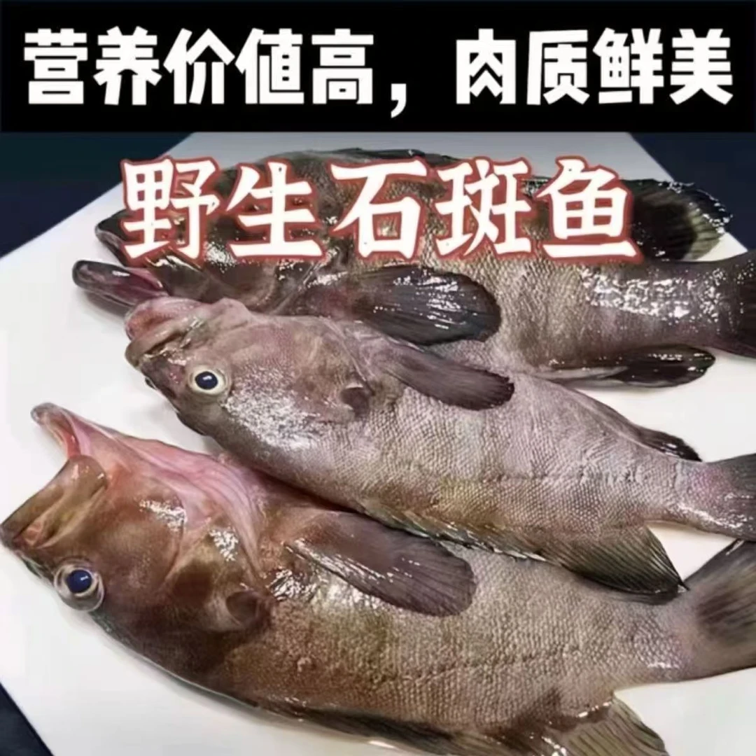 净重发货 深海野生新鲜石斑鱼 速冻发货 肉多刺少250g/条