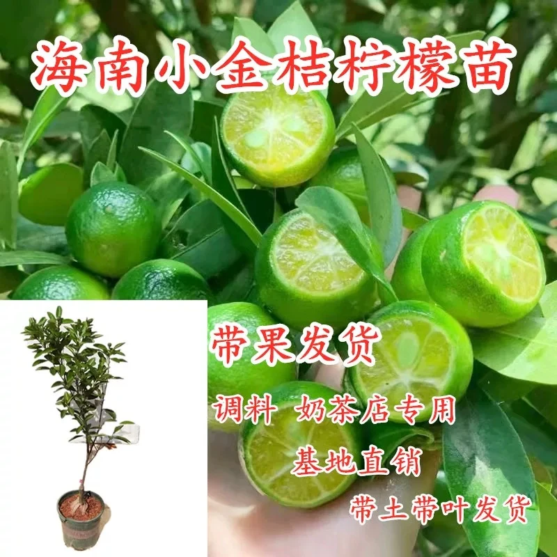 海南小青桔树苗嫁接小柠檬四季金桔树苗当年结果室内盆栽果树带果