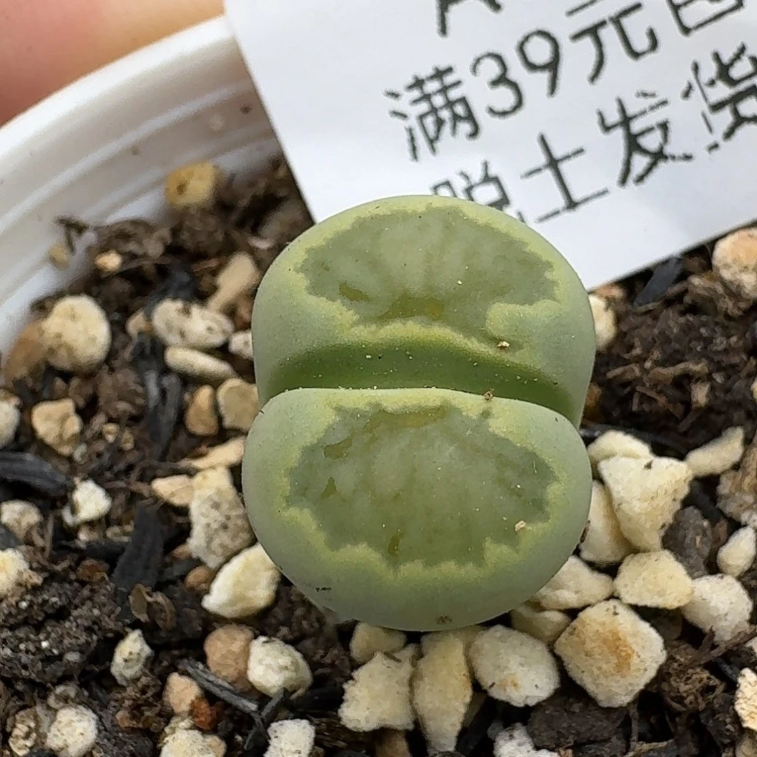 985多肉哈哈哈哈哈哈