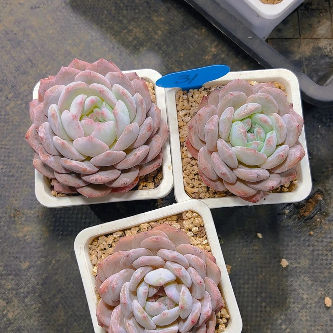 韩橙三颗31号一物一拍