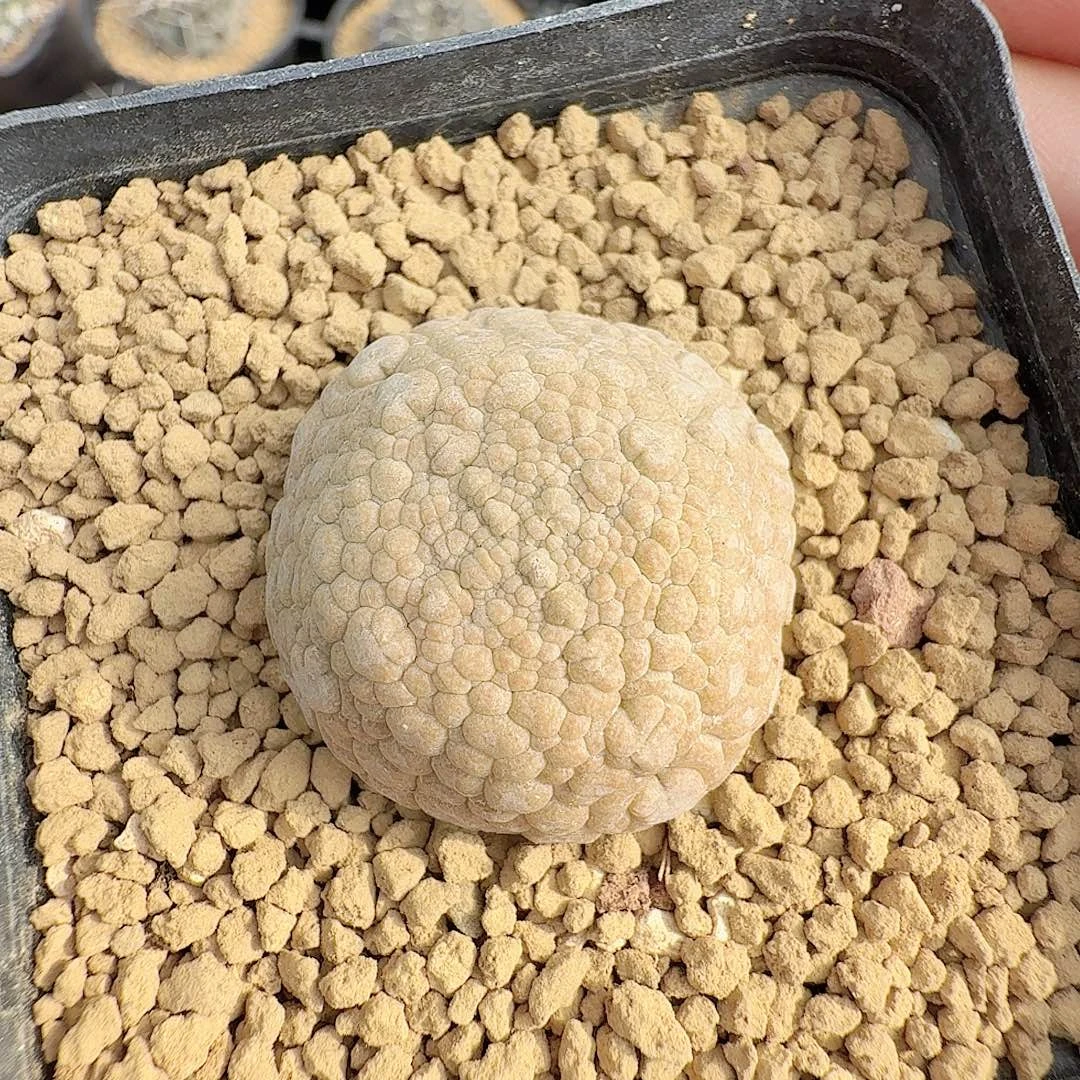 实生凝蹄玉脱土发货