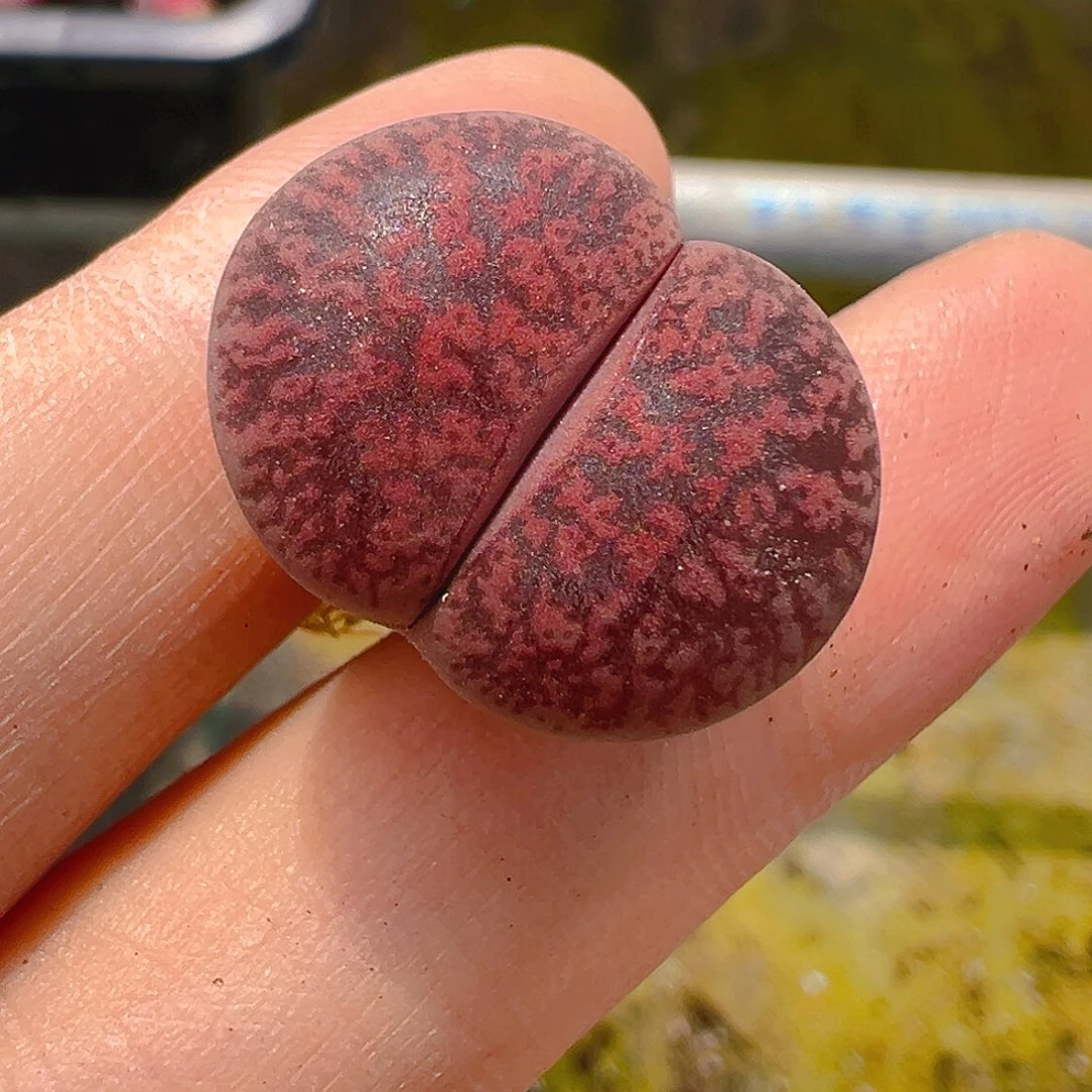 23528团团圆圆呀呀