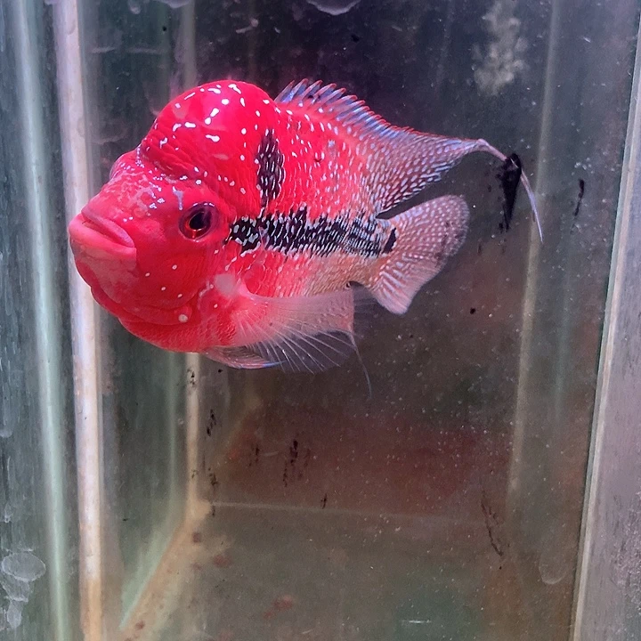 罗汉鱼中通888888888