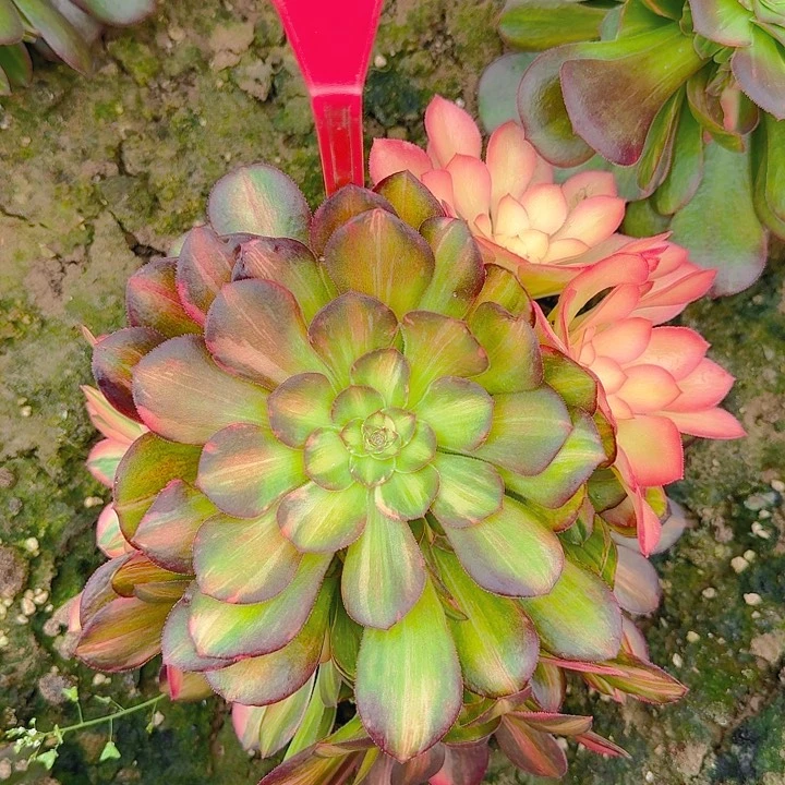 5-109流星雨多肉法师