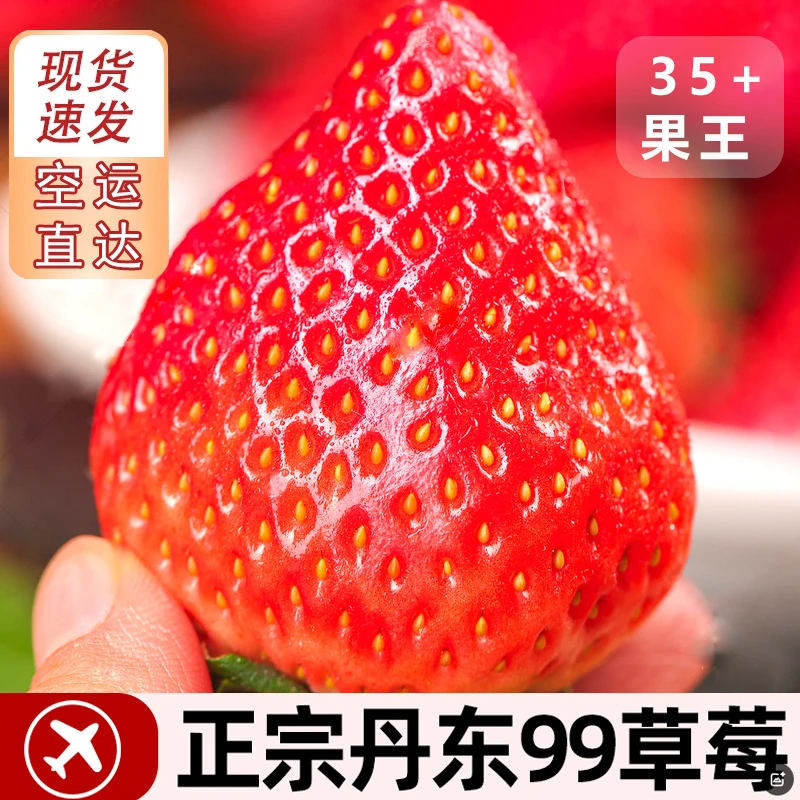 丹东东港99草莓新鲜九九久久红颜大草莓鲜奶香孕妇丹东99大草莓