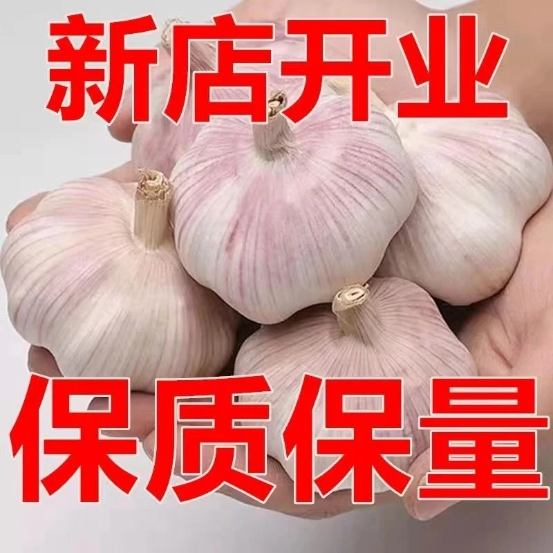 【直播专享】农家紫白皮干大蒜大个头十足干蒜