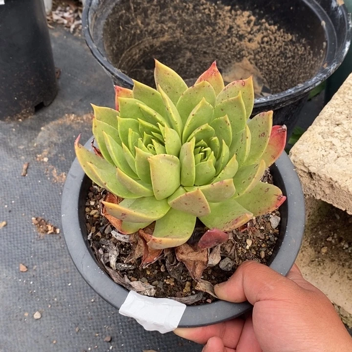 3976哈哈哈哈哈哈哈哈