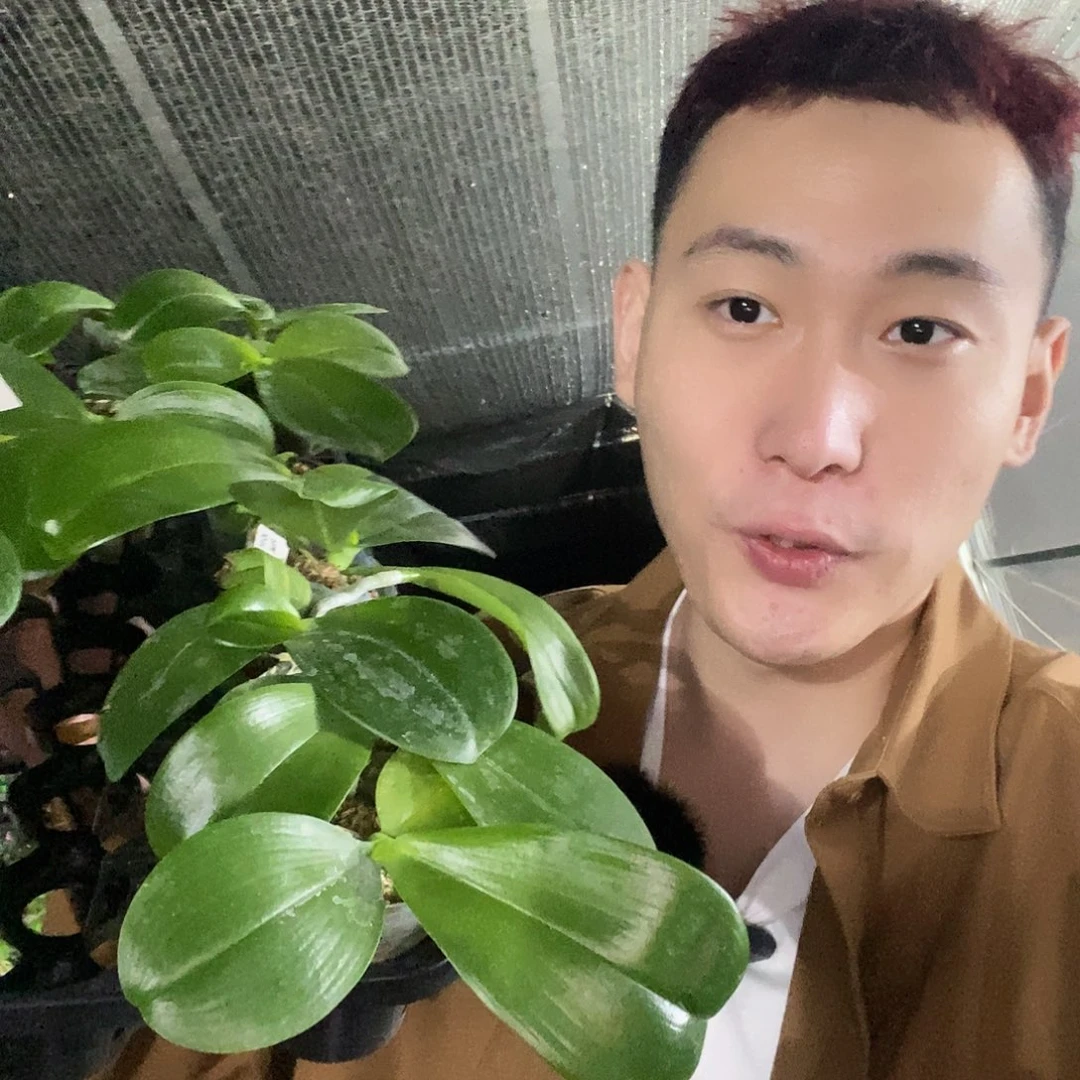 无花朵长青福利蝴蝶兰