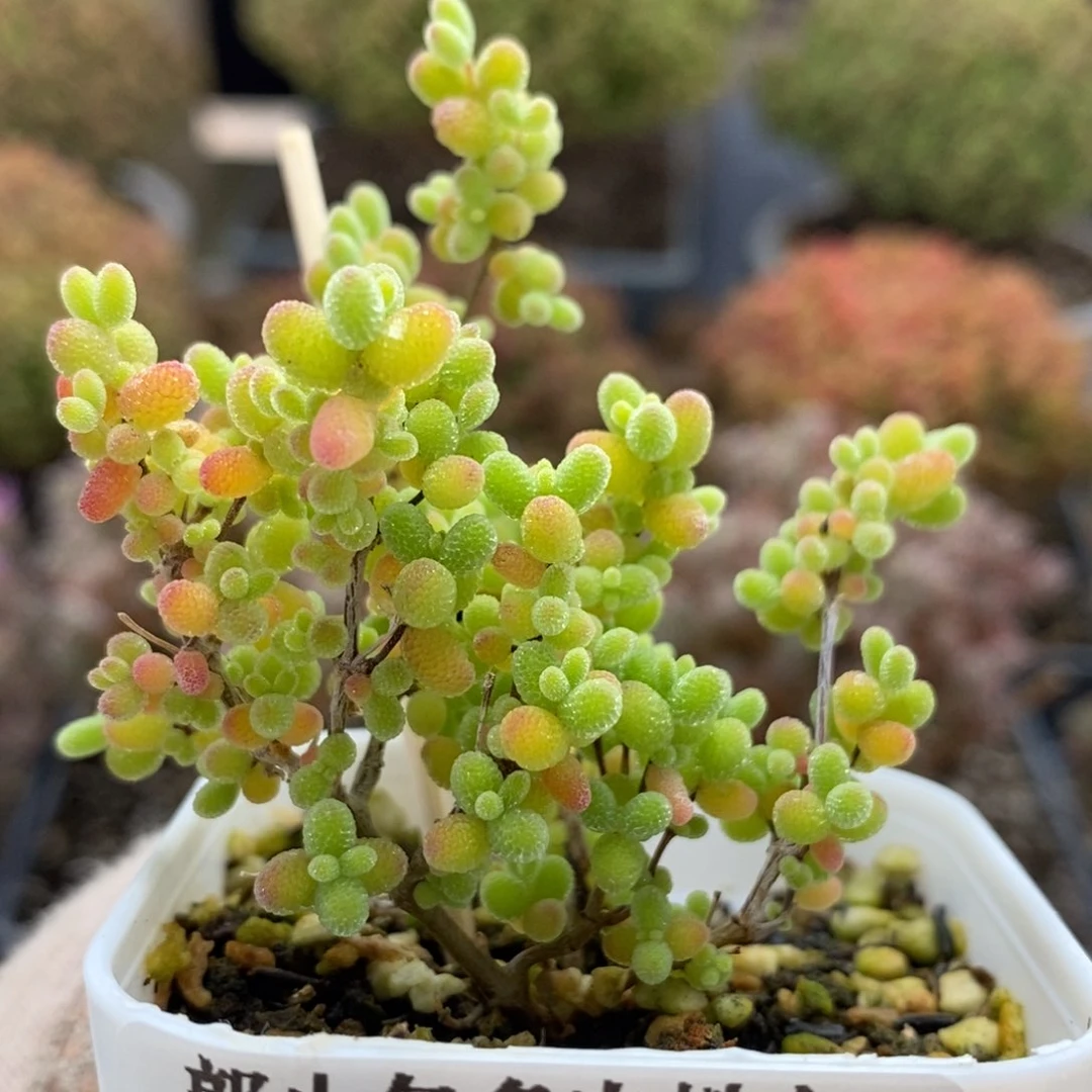 蜜橘糖球5784枝干番杏